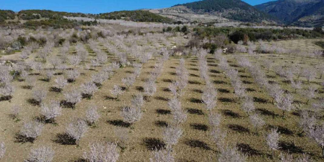 Yıllık üretim 400 tonu buluyor: 4 bin yıldır devam eden hasat 4